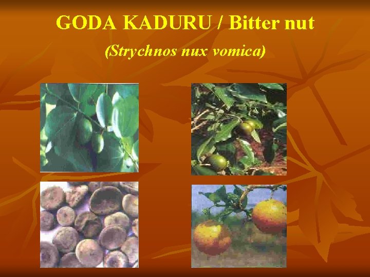 GODA KADURU / Bitter nut (Strychnos nux vomica) 