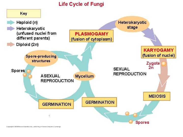 Life Cycle of Fungi Key Heterokaryotic stage Haploid (n) Heterokaryotic (unfused nuclei from Life Cycle of Fungi Key Heterokaryotic stage Haploid (n) Heterokaryotic (unfused nuclei from