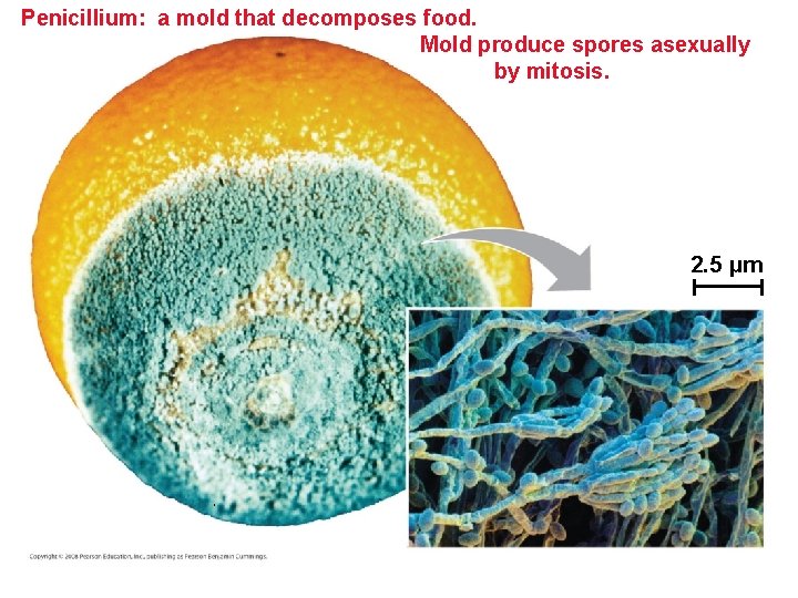 Penicillium: a mold that decomposes food. Mold produce spores asexually by mitosis. 2. 5 Penicillium: a mold that decomposes food. Mold produce spores asexually by mitosis. 2. 5