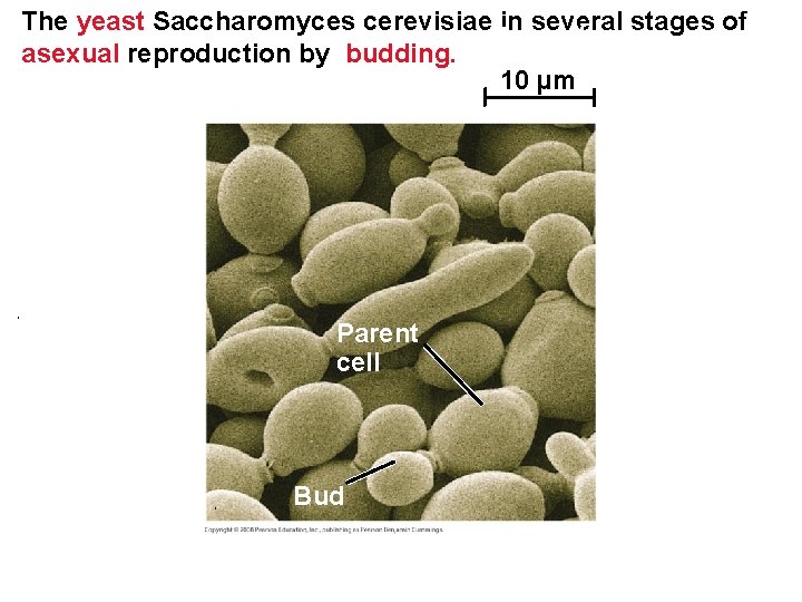 The yeast Saccharomyces cerevisiae in several stages of asexual reproduction by budding. 10 µm The yeast Saccharomyces cerevisiae in several stages of asexual reproduction by budding. 10 µm