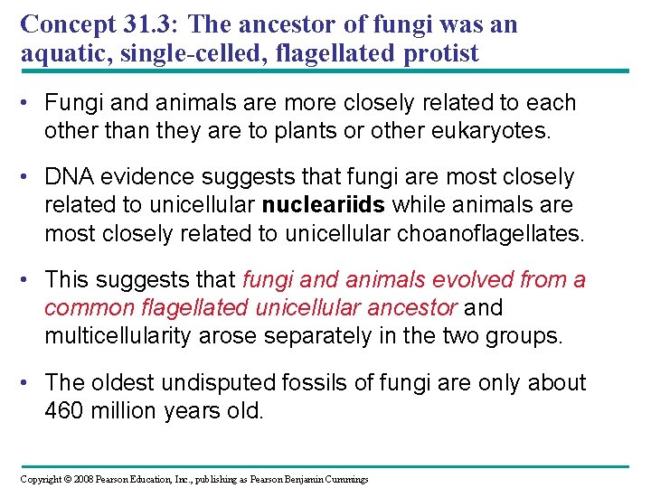Concept 31. 3: The ancestor of fungi was an aquatic, single-celled, flagellated protist • Concept 31. 3: The ancestor of fungi was an aquatic, single-celled, flagellated protist •