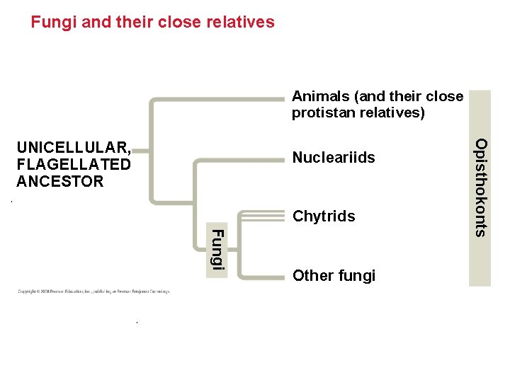 Fungi and their close relatives Animals (and their close protistan relatives) Nucleariids Chytrids Fungi Fungi and their close relatives Animals (and their close protistan relatives) Nucleariids Chytrids Fungi