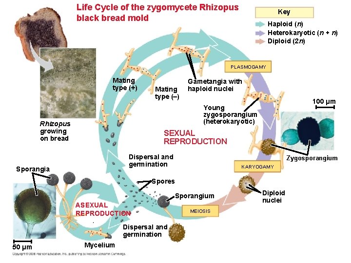 Life Cycle of the zygomycete Rhizopus black bread mold Key Haploid (n) Heterokaryotic (n Life Cycle of the zygomycete Rhizopus black bread mold Key Haploid (n) Heterokaryotic (n