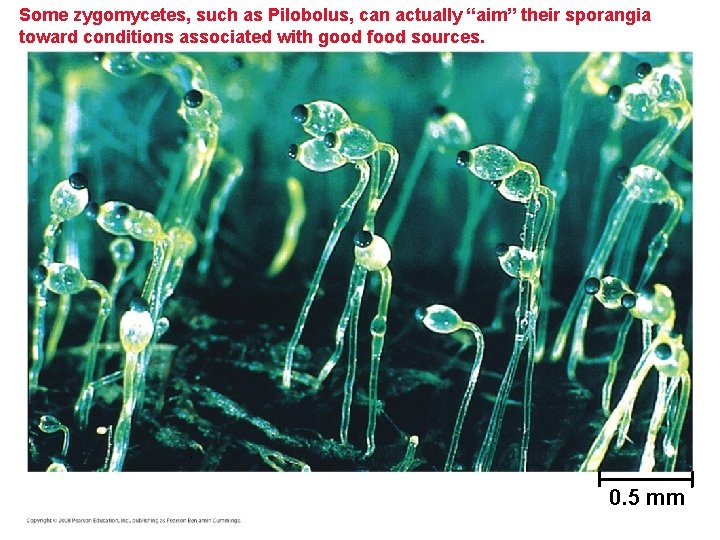 Some zygomycetes, such as Pilobolus, can actually “aim” their sporangia toward conditions associated with Some zygomycetes, such as Pilobolus, can actually “aim” their sporangia toward conditions associated with