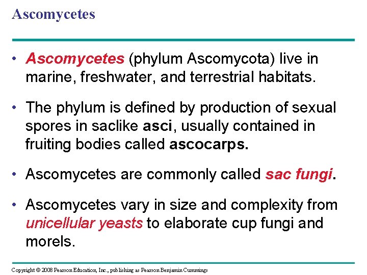 Ascomycetes • Ascomycetes (phylum Ascomycota) live in marine, freshwater, and terrestrial habitats. • The Ascomycetes • Ascomycetes (phylum Ascomycota) live in marine, freshwater, and terrestrial habitats. • The