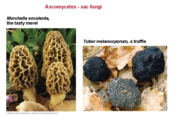Ascomycetes - sac fungi Morchella esculenta, the tasty morel Tuber melanosporum, a truffle Ascomycetes - sac fungi Morchella esculenta, the tasty morel Tuber melanosporum, a truffle