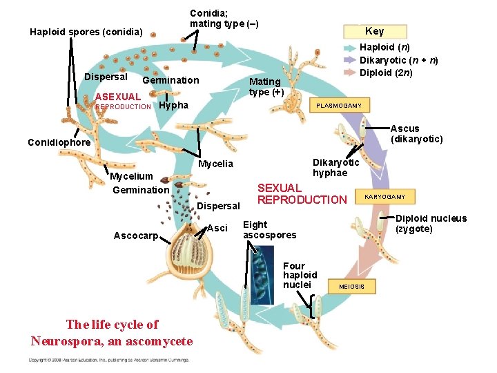 Conidia; mating type (–) Haploid spores (conidia) Dispersal Germination ASEXUAL REPRODUCTION Key Haploid (n) Conidia; mating type (–) Haploid spores (conidia) Dispersal Germination ASEXUAL REPRODUCTION Key Haploid (n)