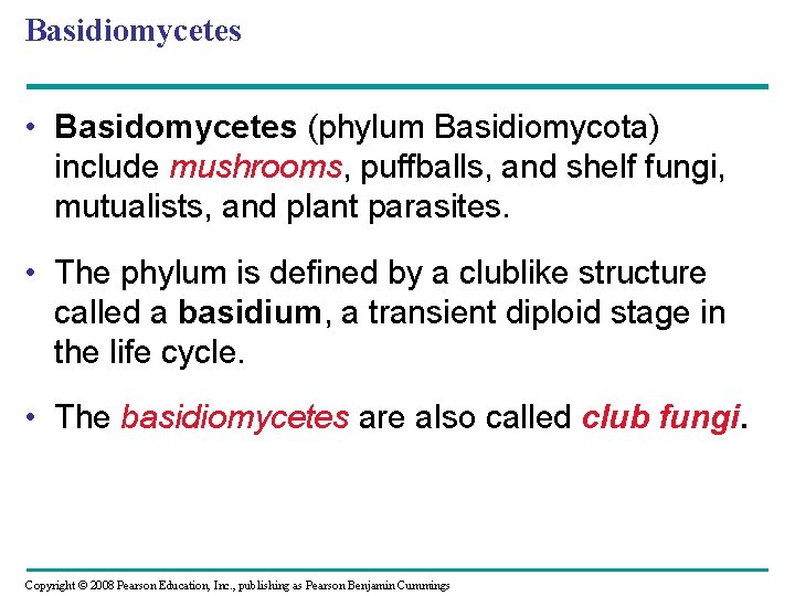 Basidiomycetes • Basidomycetes (phylum Basidiomycota) include mushrooms, puffballs, and shelf fungi, mutualists, and plant Basidiomycetes • Basidomycetes (phylum Basidiomycota) include mushrooms, puffballs, and shelf fungi, mutualists, and plant