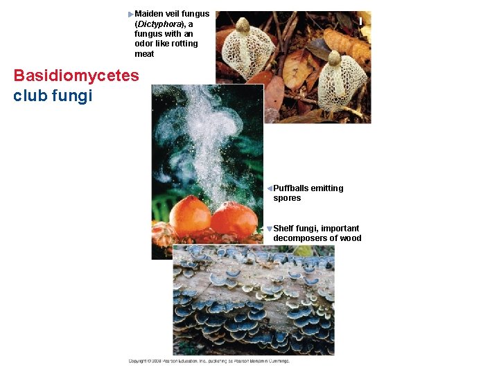 Maiden veil fungus (Dictyphora), a fungus with an odor like rotting meat Basidiomycetes club Maiden veil fungus (Dictyphora), a fungus with an odor like rotting meat Basidiomycetes club