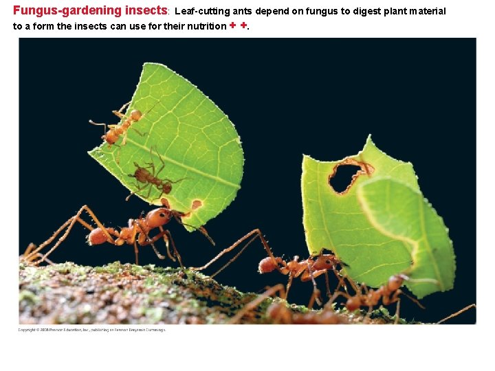 Fungus-gardening insects: Leaf-cutting ants depend on fungus to digest plant material to a form Fungus-gardening insects: Leaf-cutting ants depend on fungus to digest plant material to a form