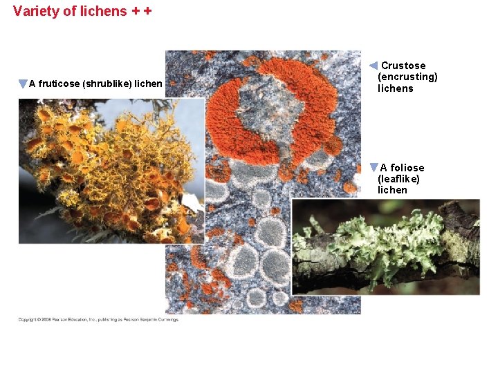 Variety of lichens + + A fruticose (shrublike) lichen Crustose (encrusting) lichens A foliose Variety of lichens + + A fruticose (shrublike) lichen Crustose (encrusting) lichens A foliose