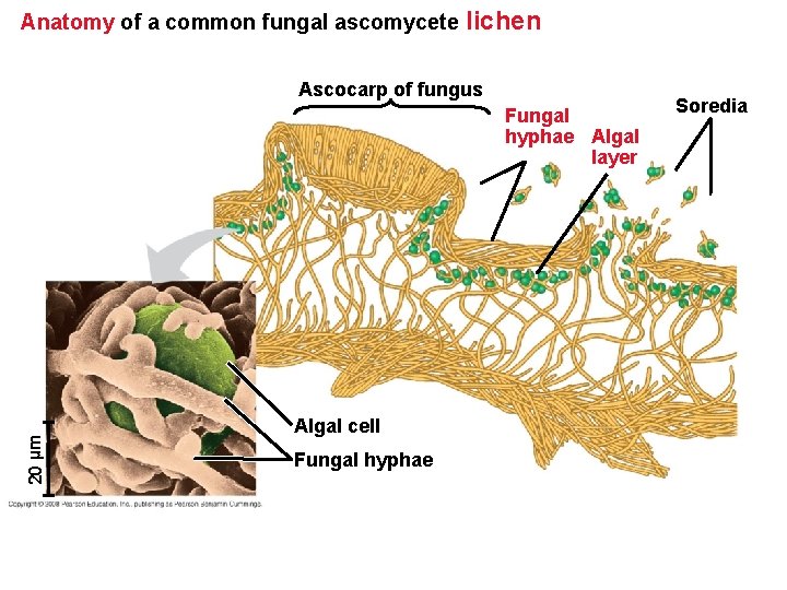 Anatomy of a common fungal ascomycete lichen Ascocarp of fungus 20 µm Fungal hyphae Anatomy of a common fungal ascomycete lichen Ascocarp of fungus 20 µm Fungal hyphae