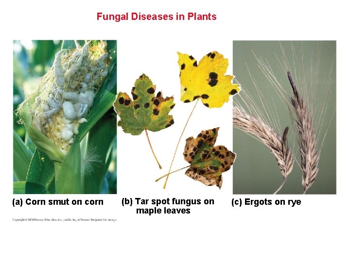 Fungal Diseases in Plants (a) Corn smut on corn (b) Tar spot fungus on Fungal Diseases in Plants (a) Corn smut on corn (b) Tar spot fungus on