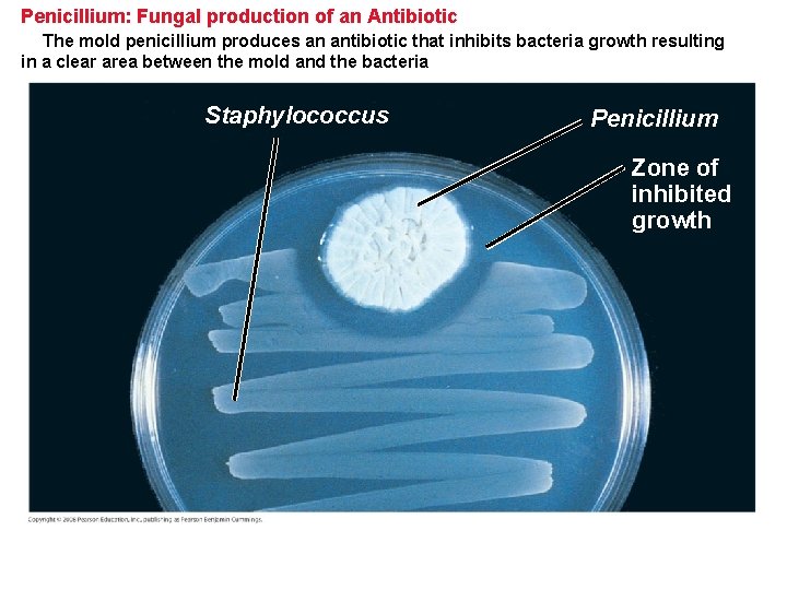 Penicillium: Fungal production of an Antibiotic The mold penicillium produces an antibiotic that inhibits Penicillium: Fungal production of an Antibiotic The mold penicillium produces an antibiotic that inhibits