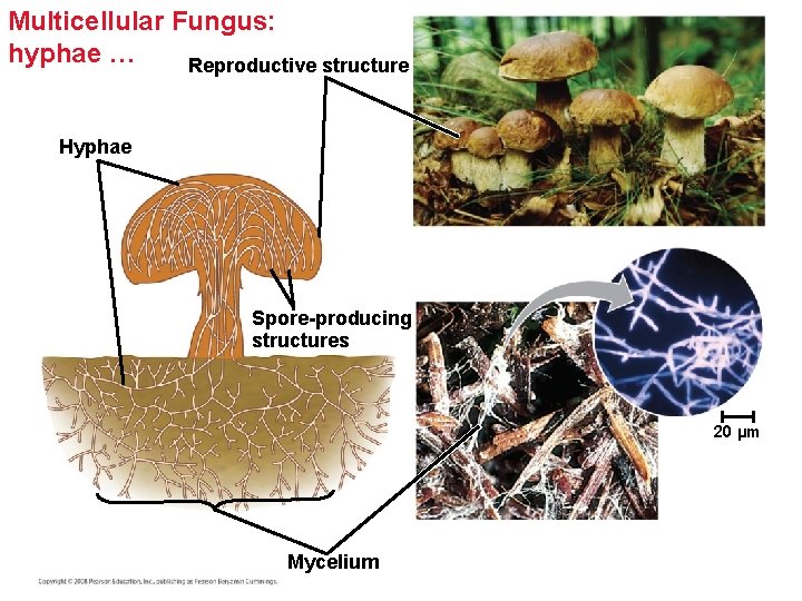 Multicellular Fungus: hyphae … Reproductive structure Hyphae Spore-producing structures 20 µm Mycelium Multicellular Fungus: hyphae … Reproductive structure Hyphae Spore-producing structures 20 µm Mycelium