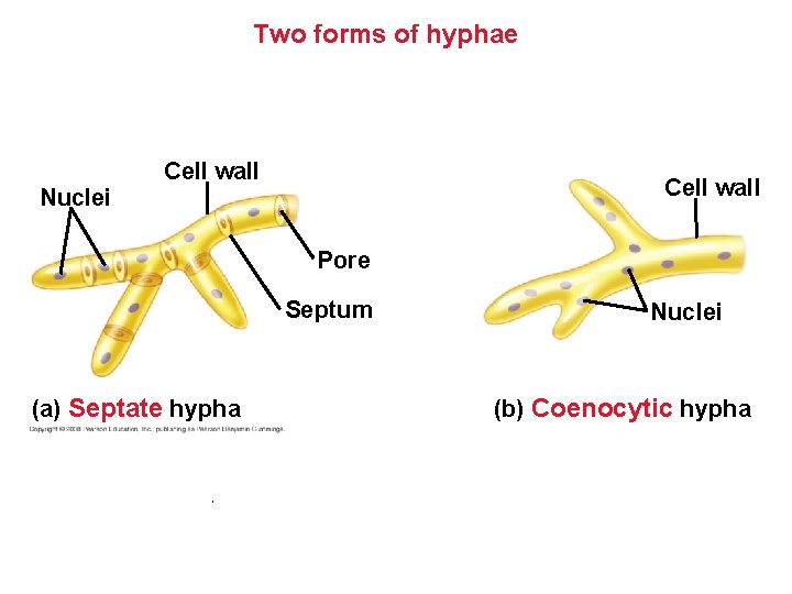 Two forms of hyphae Nuclei Cell wall Pore Septum (a) Septate hypha Nuclei Two forms of hyphae Nuclei Cell wall Pore Septum (a) Septate hypha Nuclei