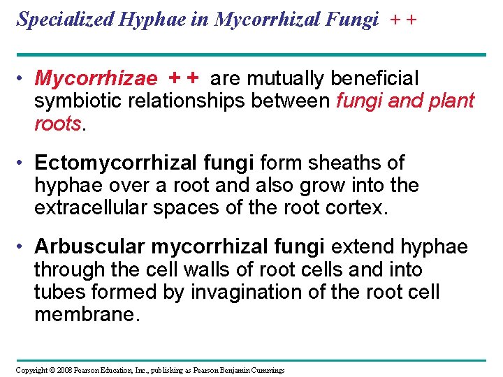 Specialized Hyphae in Mycorrhizal Fungi + + • Mycorrhizae + + are mutually beneficial Specialized Hyphae in Mycorrhizal Fungi + + • Mycorrhizae + + are mutually beneficial