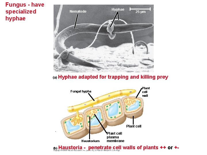 Fungus - have specialized hyphae Nematode Hyphae 25 µm (a) Hyphae adapted for trapping Fungus - have specialized hyphae Nematode Hyphae 25 µm (a) Hyphae adapted for trapping