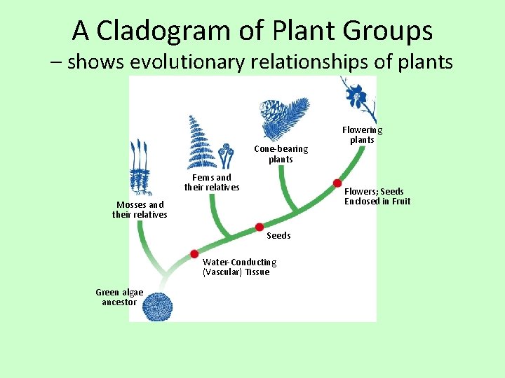A Cladogram of Plant Groups – shows evolutionary relationships of plants Cone-bearing plants Ferns