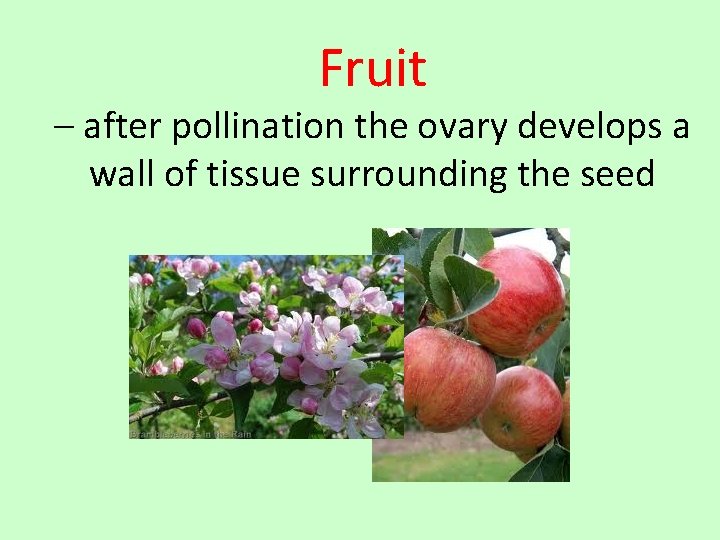 Fruit – after pollination the ovary develops a wall of tissue surrounding the seed