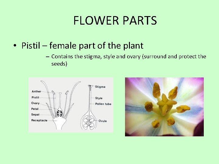 FLOWER PARTS • Pistil – female part of the plant – Contains the stigma,