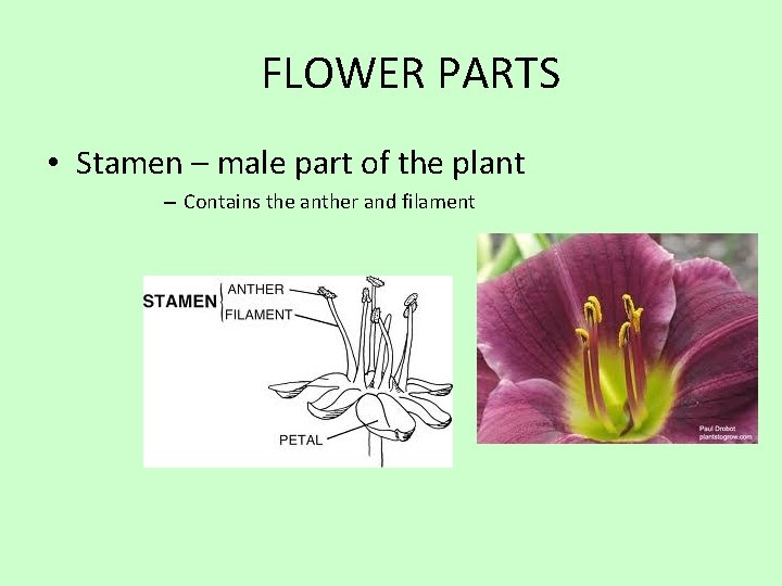 FLOWER PARTS • Stamen – male part of the plant – Contains the anther
