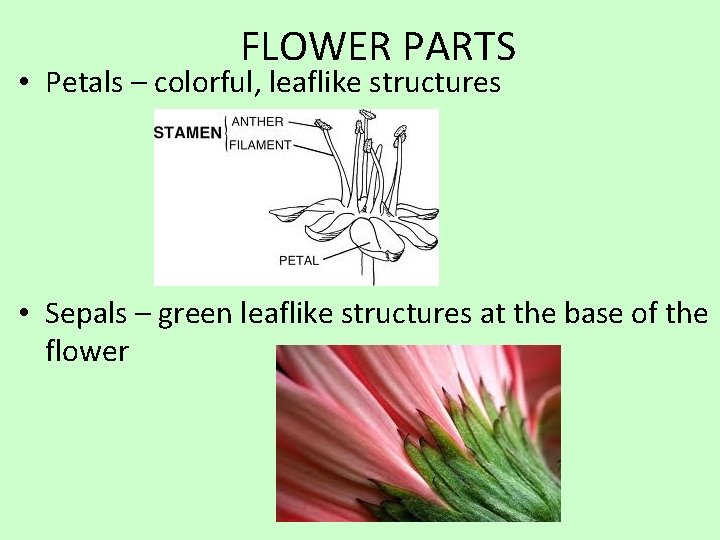FLOWER PARTS • Petals – colorful, leaflike structures • Sepals – green leaflike structures