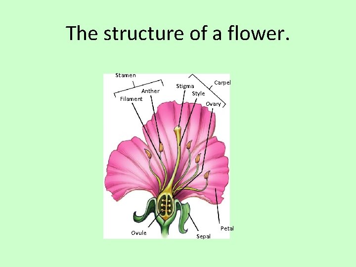 The structure of a flower. Stamen Anther Filament Ovule Carpel Stigma Style Ovary Petal