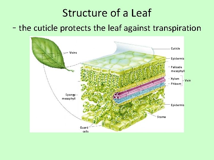 Structure of a Leaf - the cuticle protects the leaf against transpiration Cuticle Veins