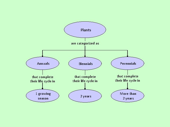 Plants are categorized as Annuals Biennials Perennials that complete their life cycle in 1