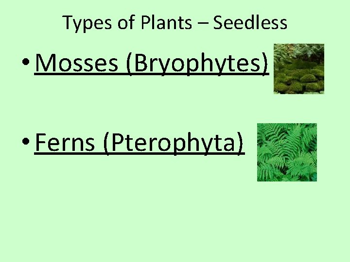Types of Plants – Seedless • Mosses (Bryophytes) • Ferns (Pterophyta) 