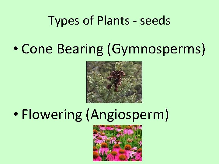 Types of Plants - seeds • Cone Bearing (Gymnosperms) • Flowering (Angiosperm) 