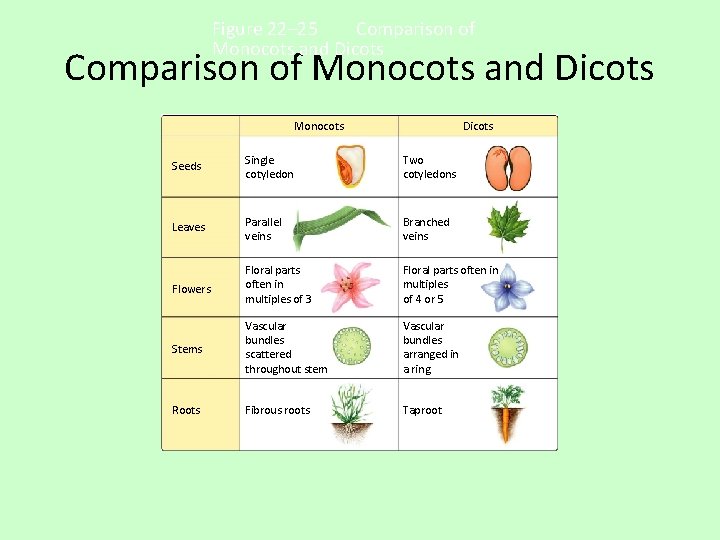 Figure 22– 25 Comparison of Monocots and Dicots Monocots Dicots Seeds Single cotyledon Two