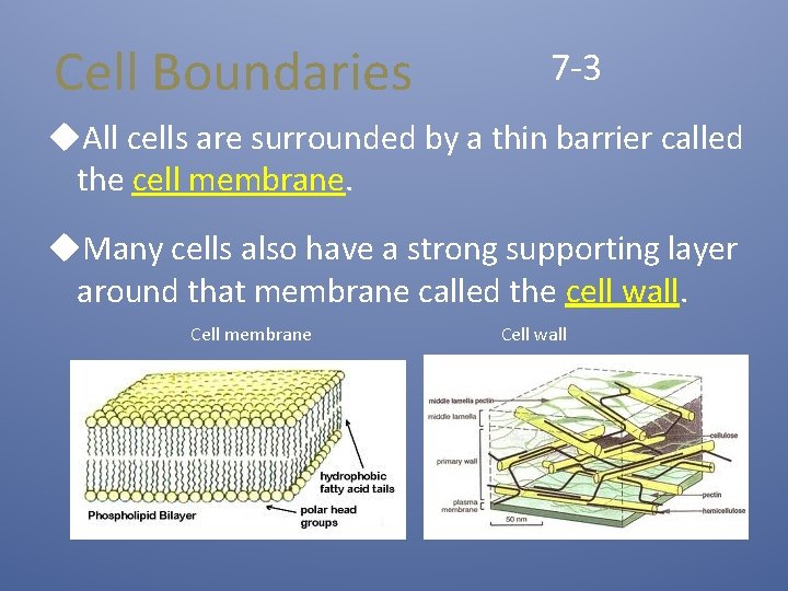 Cell Boundaries 7 -3 u. All cells are surrounded by a thin barrier called
