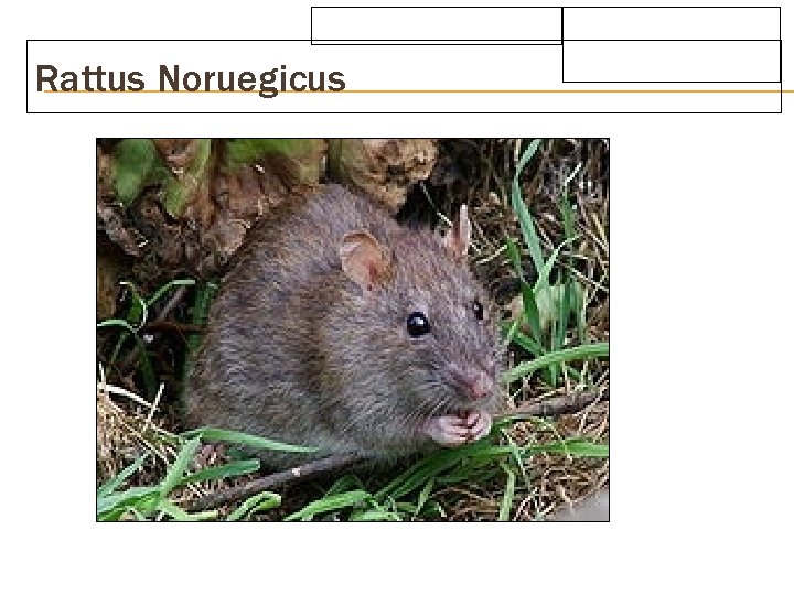 Rattus Noruegicus 