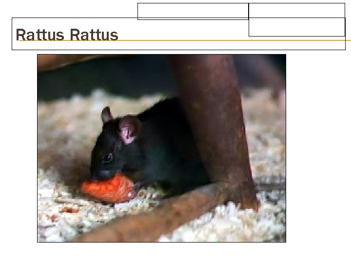 Rattus 