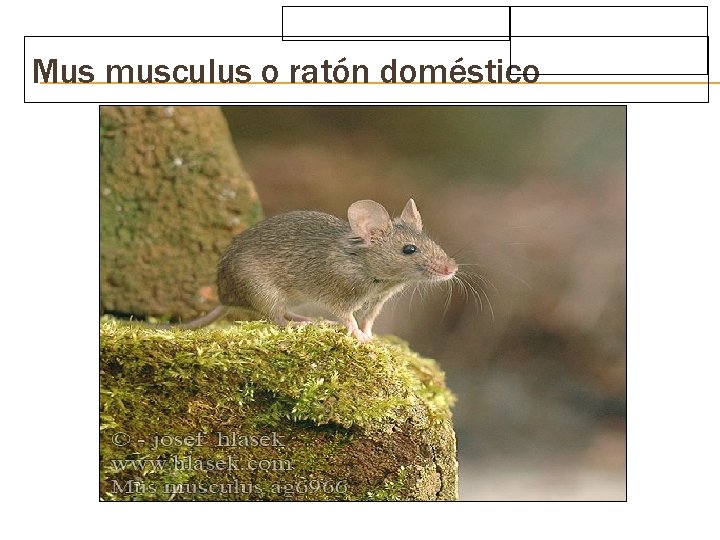 Mus musculus o ratón doméstico 