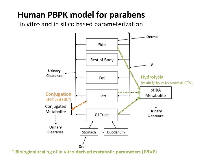Human PBPK model for parabens in vitro and in silico based parameterization Hydrolysis (mainly