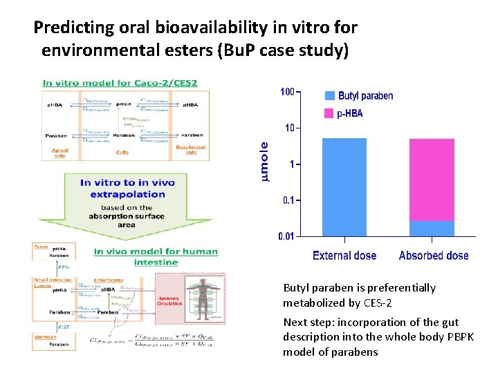 Predicting oral bioavailability in vitro for environmental esters (Bu. P case study) Butyl paraben