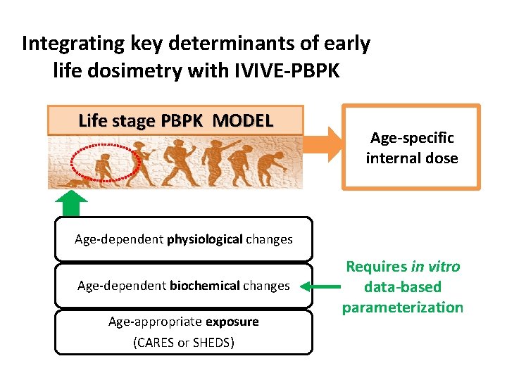 Integrating key determinants of early life dosimetry with IVIVE-PBPK Life stage PBPK MODEL Age-specific