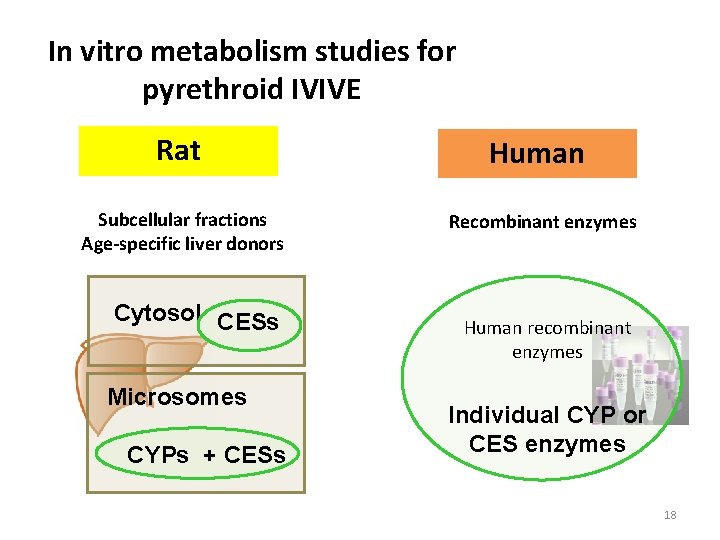 In vitro metabolism studies for pyrethroid IVIVE Rat Human Subcellular fractions Age-specific liver donors