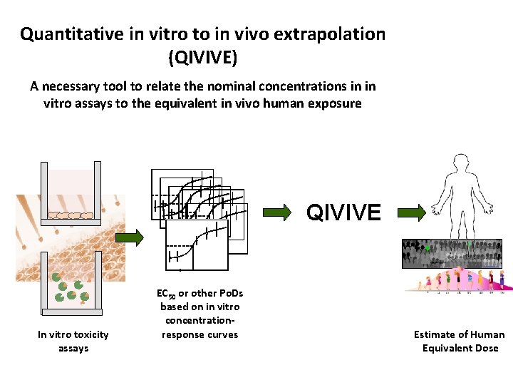 Quantitative in vitro to in vivo extrapolation (QIVIVE) A necessary tool to relate the