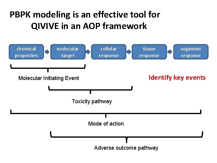 PBPK modeling is an effective tool for QIVIVE in an AOP framework chemical properties
