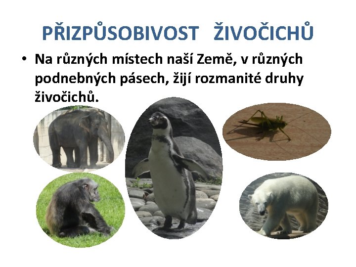 PŘIZPŮSOBIVOST ŽIVOČICHŮ • Na různých místech naší Země, v různých podnebných pásech, žijí rozmanité