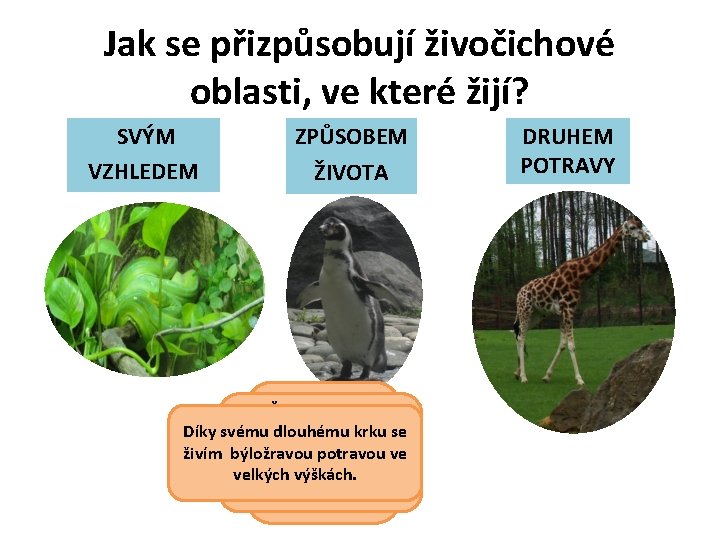 Jak se přizpůsobují živočichové oblasti, ve které žijí? SVÝM VZHLEDEM ZPŮSOBEM ŽIVOTA Přizpůsobil jsem