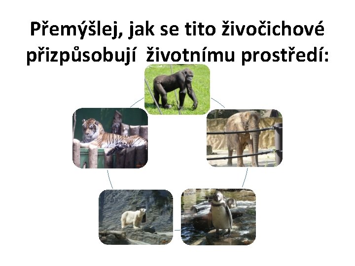 Přemýšlej, jak se tito živočichové přizpůsobují životnímu prostředí: 