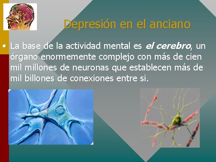 Depresión en el anciano • La base de la actividad mental es el cerebro,