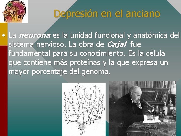 Depresión en el anciano • La neurona es la unidad funcional y anatómica del