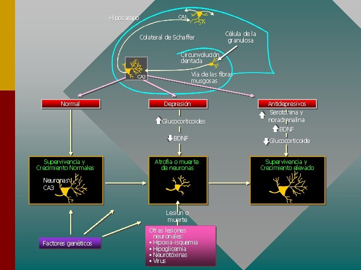 CA 1 Hipocampo Colateral de Schaffer Célula de la granulosa Circunvolución dentada Vía de
