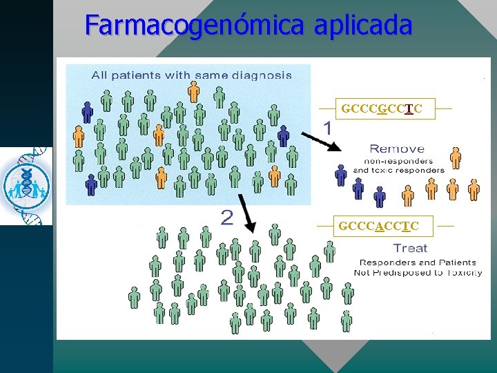 Farmacogenómica aplicada GCCCGCCTC GCCCACCTC 